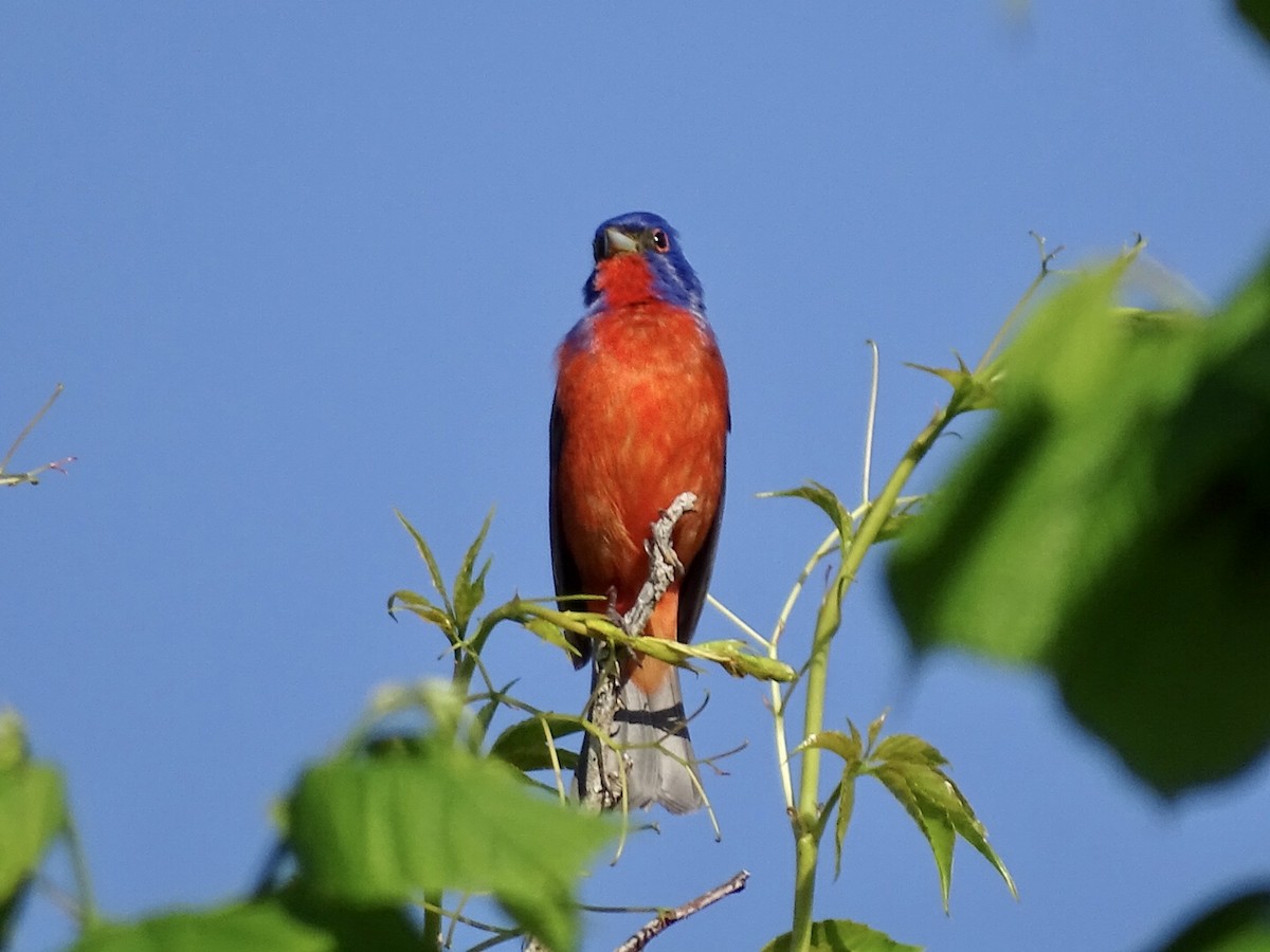 Painted Bunting - ML440134631