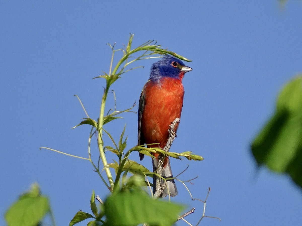 Painted Bunting - ML440134651