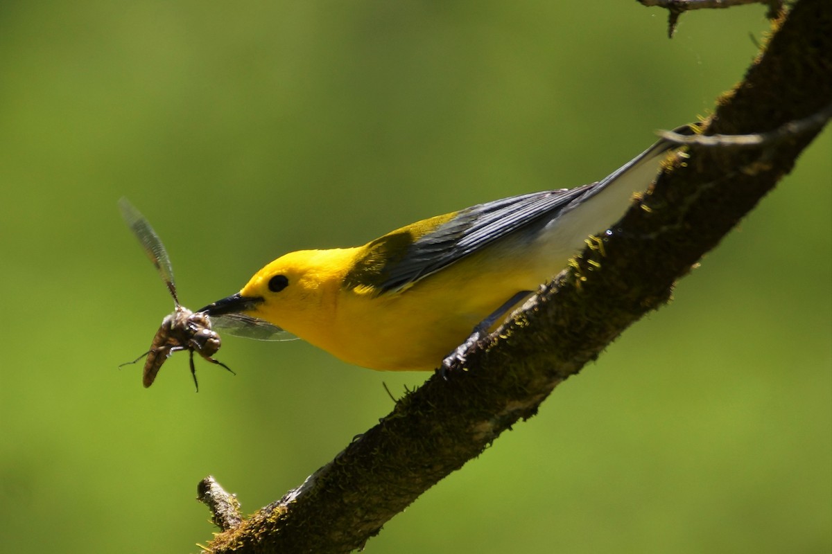 Prothonotary Warbler - Maxwell Ramey
