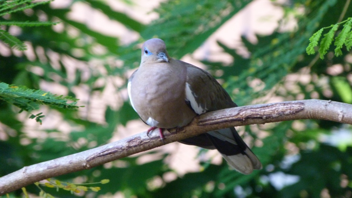 White-winged Dove - Doug Kibbe