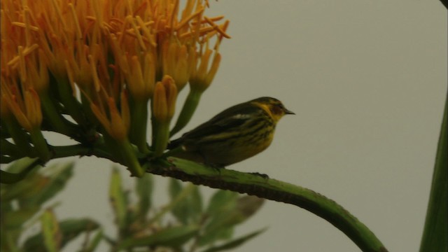 Cape May Warbler - ML440138