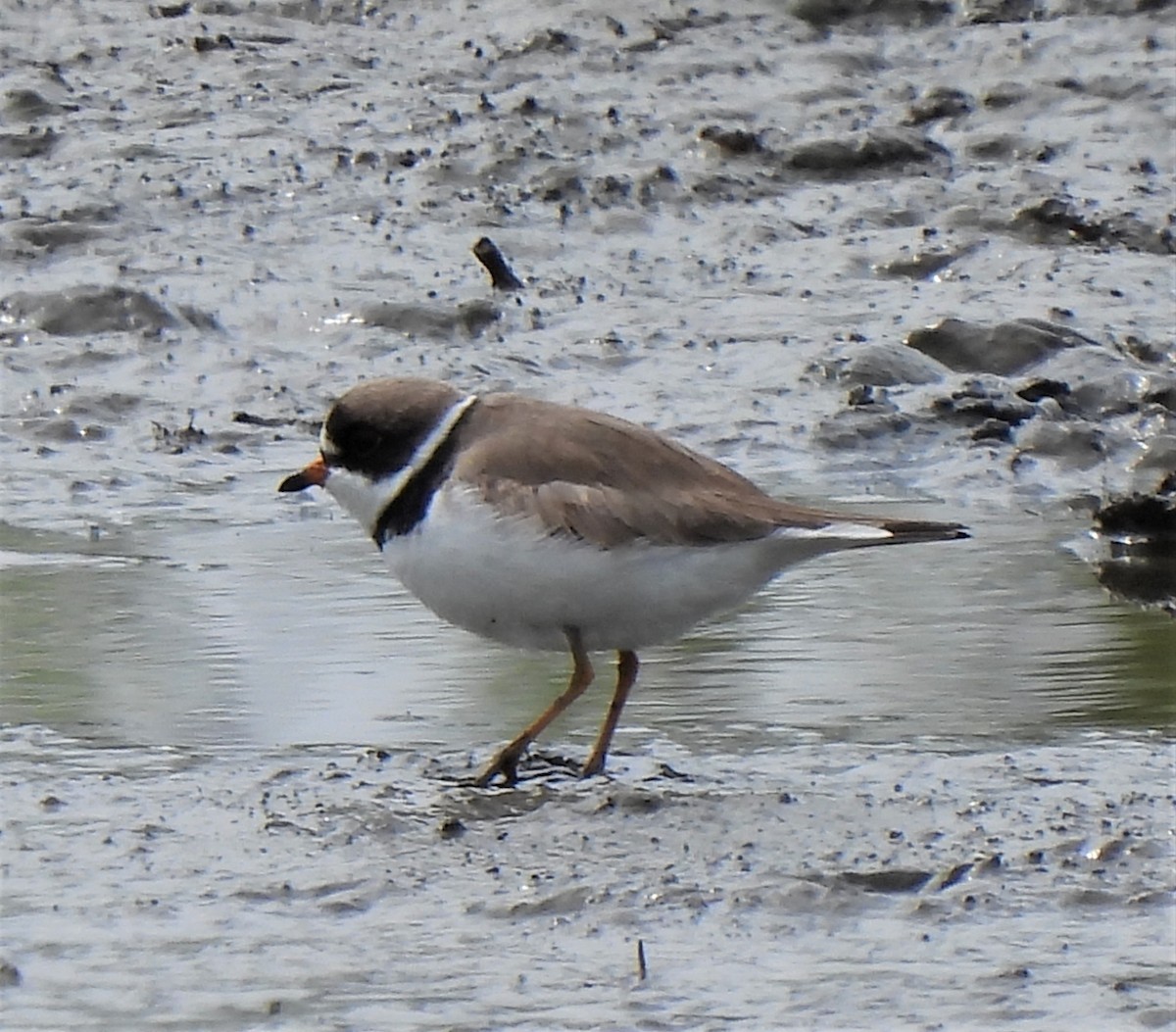 Semipalmated Plover - ML440144731