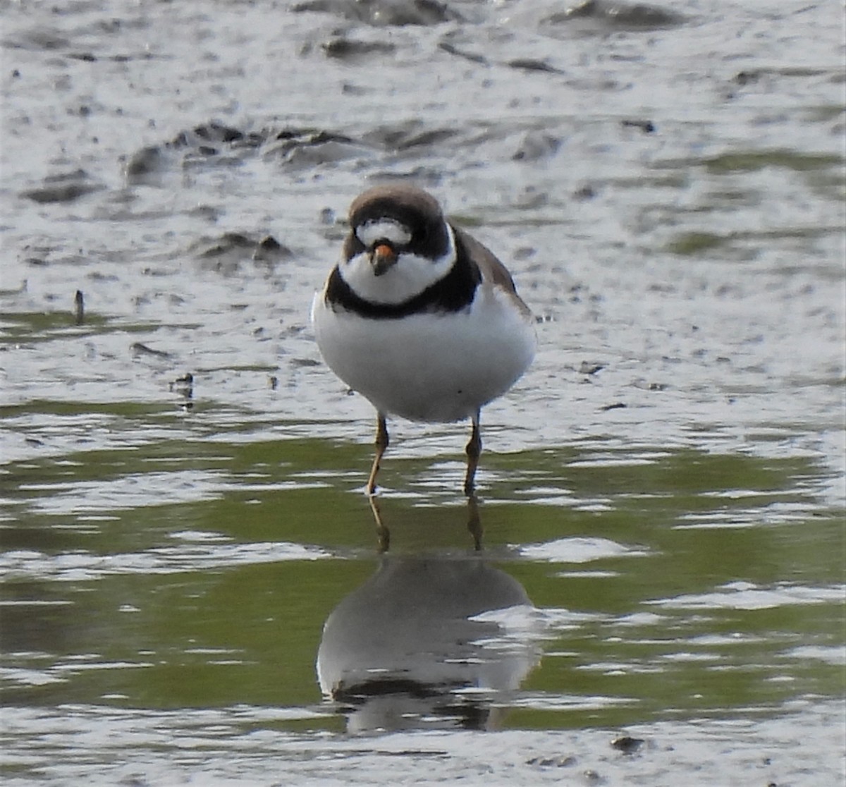 Semipalmated Plover - ML440144741