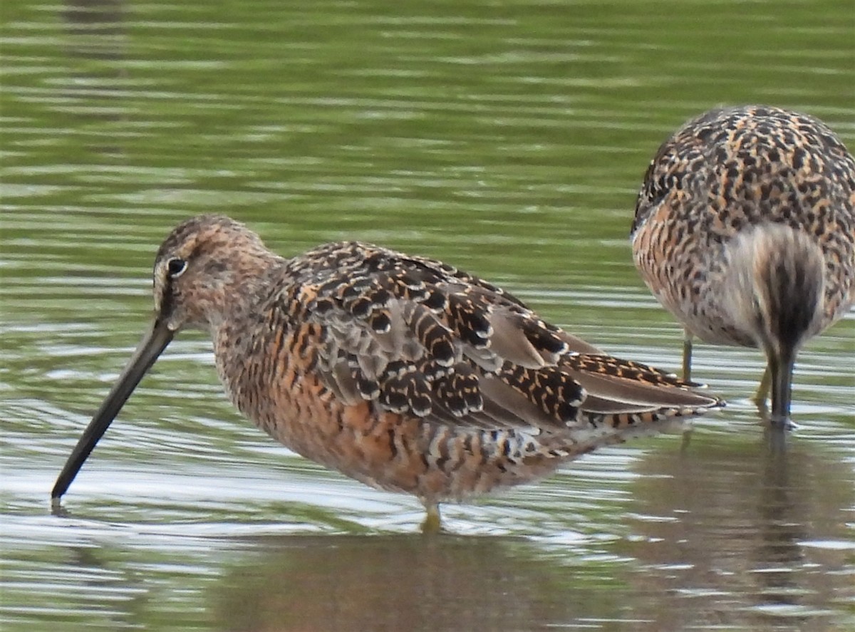 Long-billed Dowitcher - ML440146601