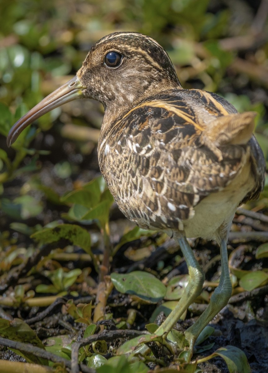 South American Painted-Snipe - ML440147351