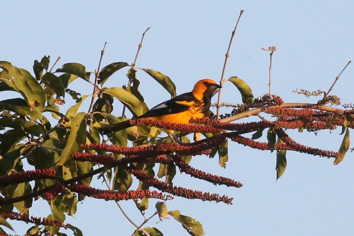 Spot-breasted Oriole - Charles Davies