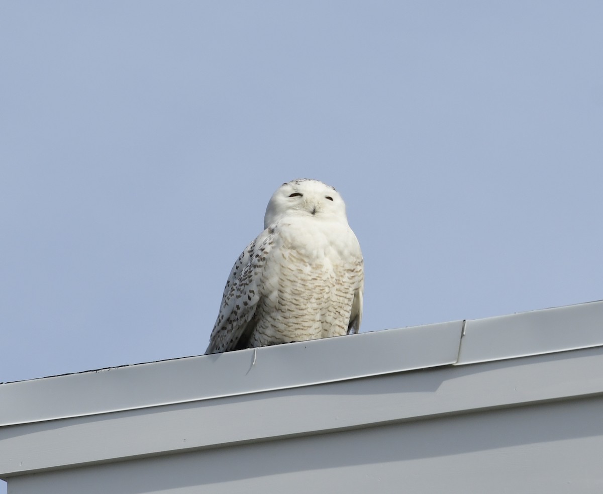 Snowy Owl - ML440152241