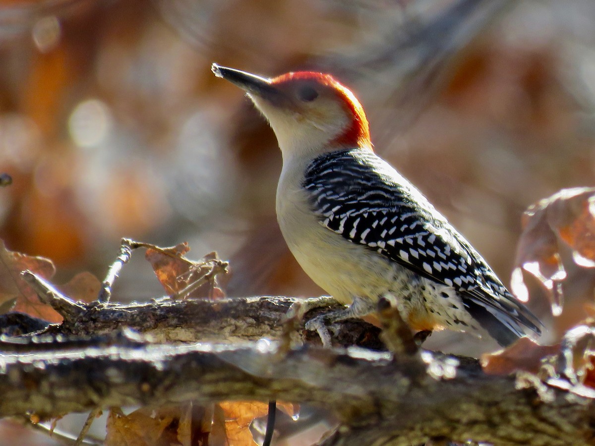 Red-bellied Woodpecker - ML44015261