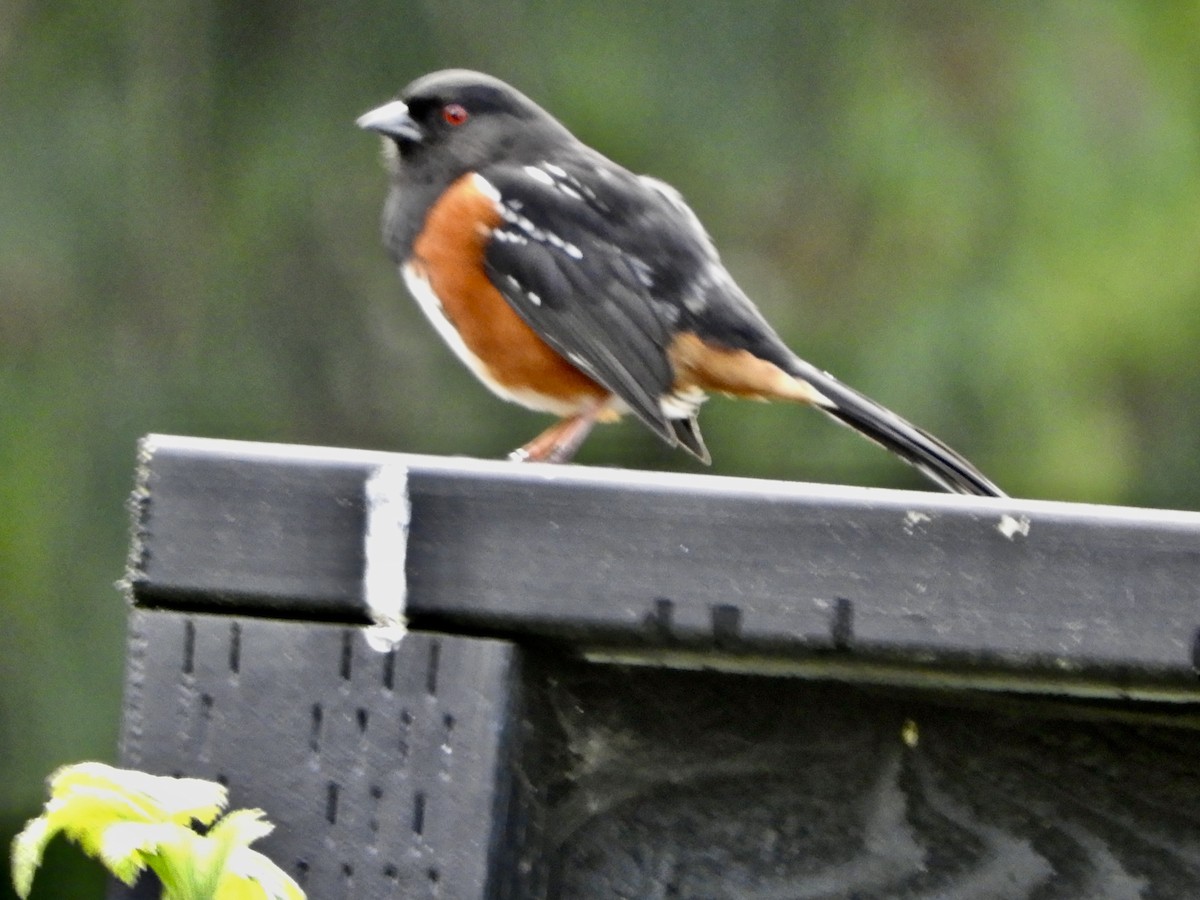 Spotted Towhee - ML440153021