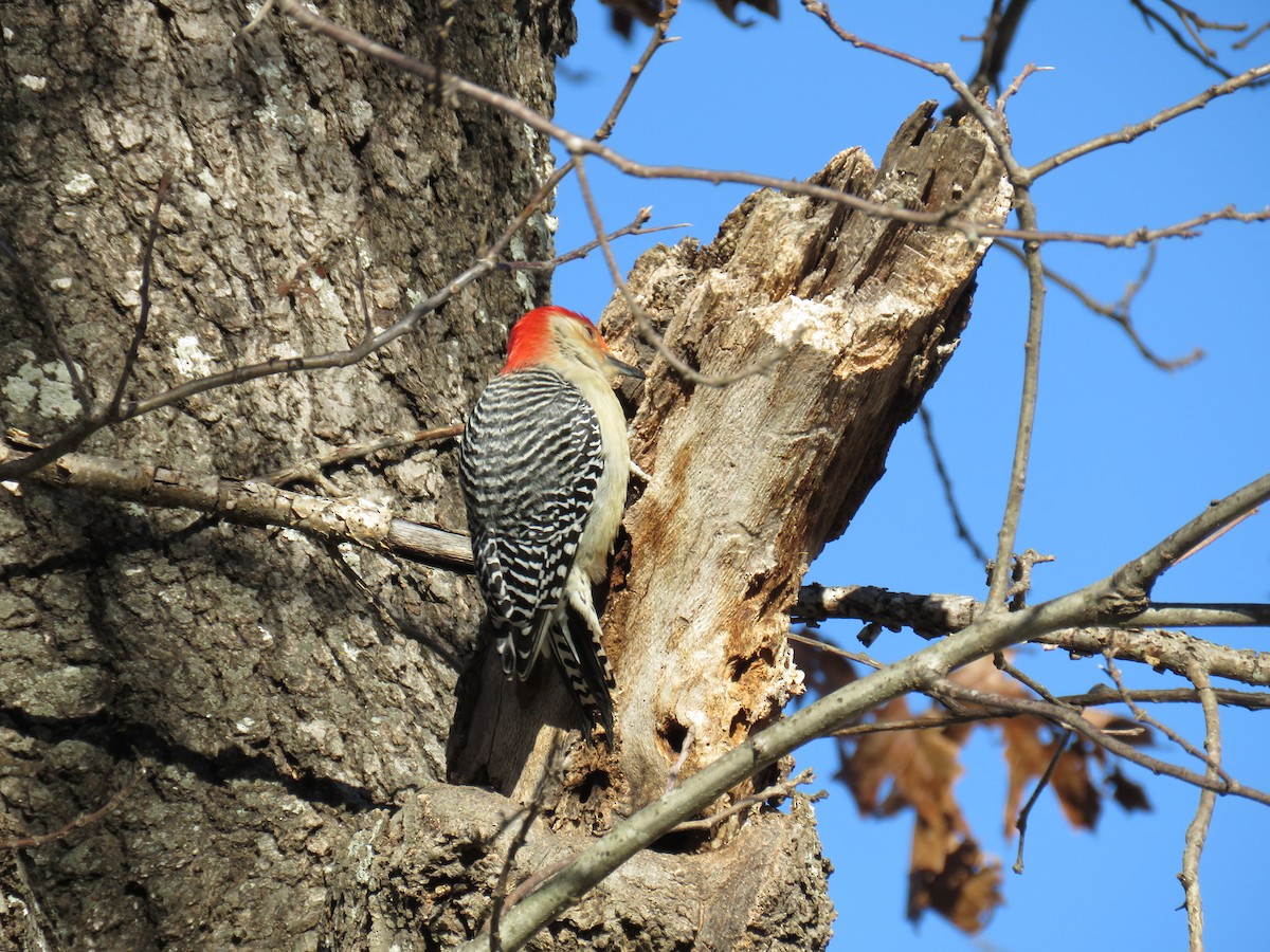 Red-bellied Woodpecker - Ann Tanner