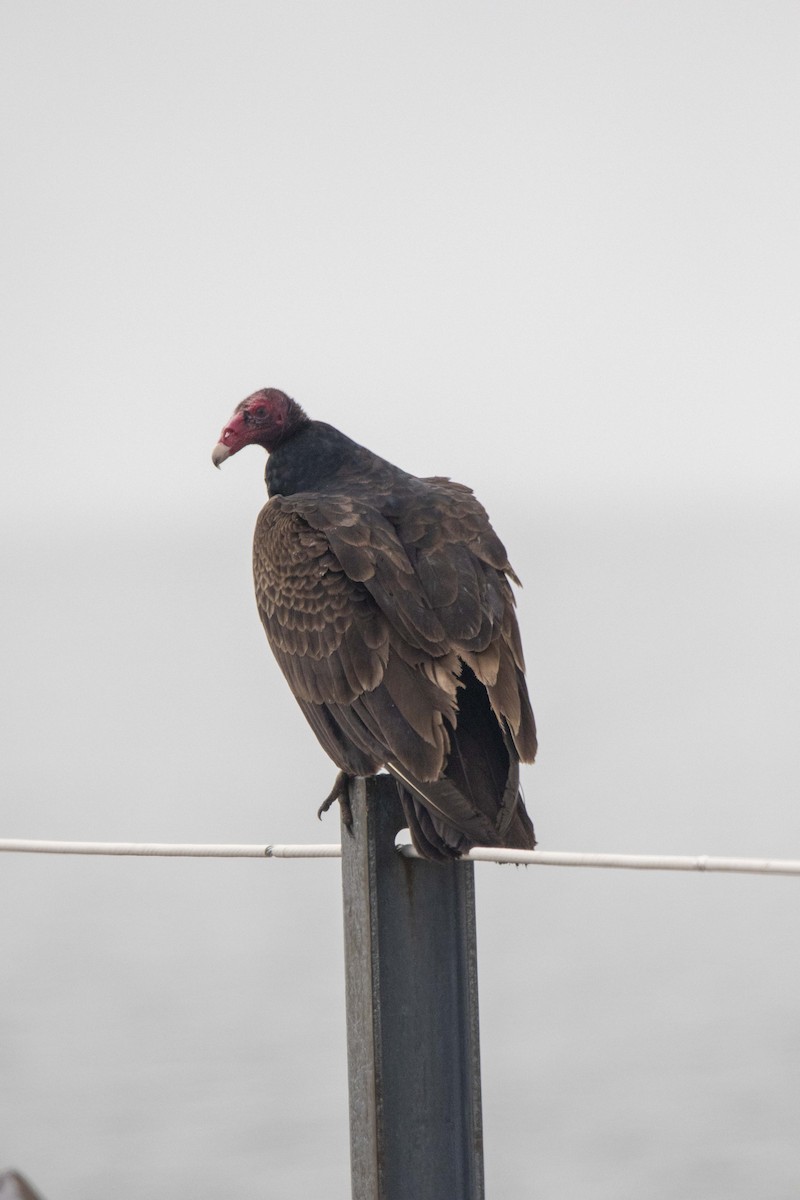 Turkey Vulture - ML440157041