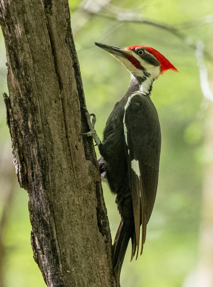 Pileated Woodpecker - Howard Cox
