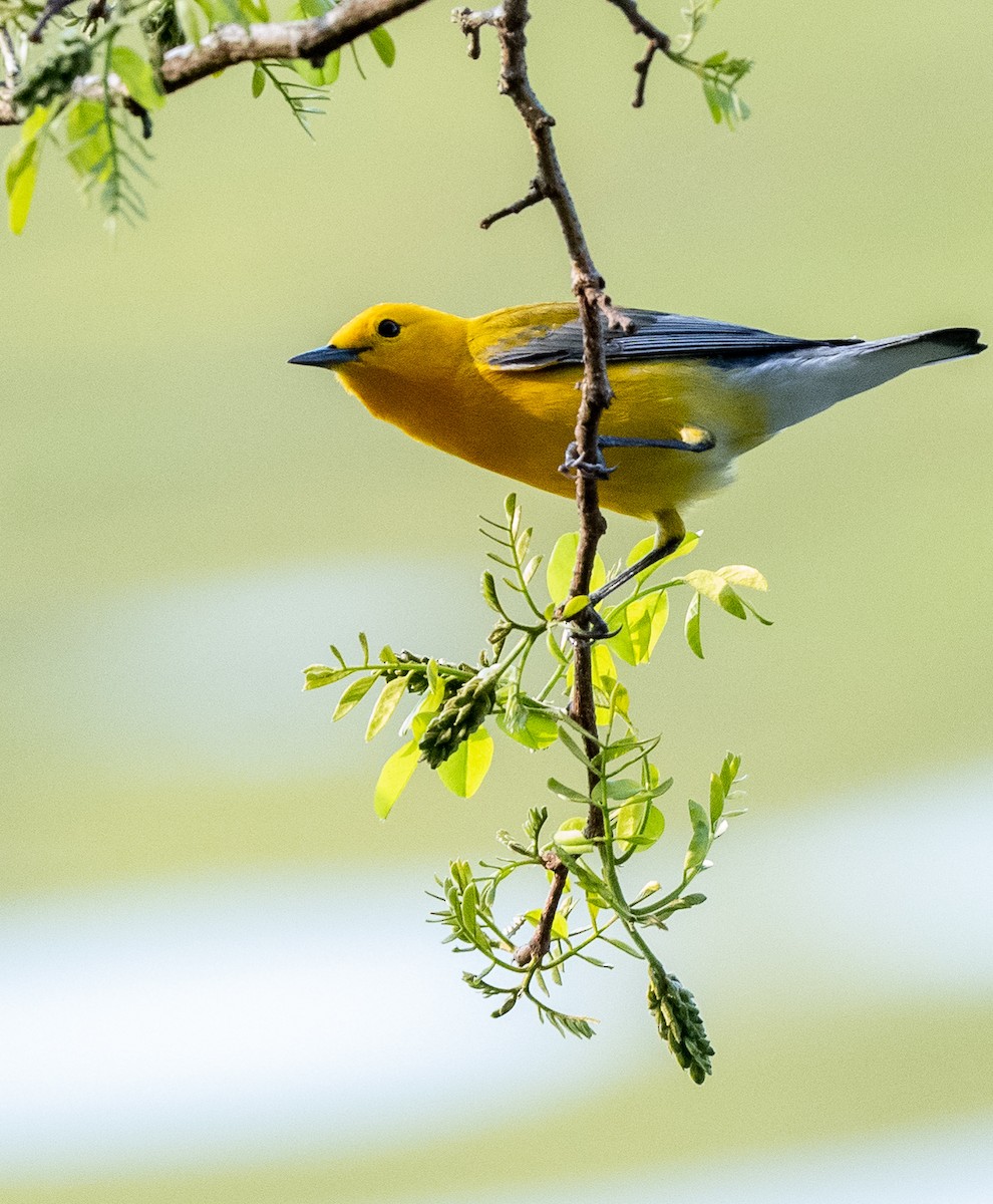 Prothonotary Warbler - Howard Cox