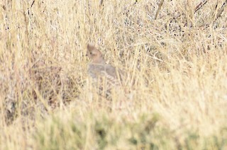 Scaled Quail, ML440166911