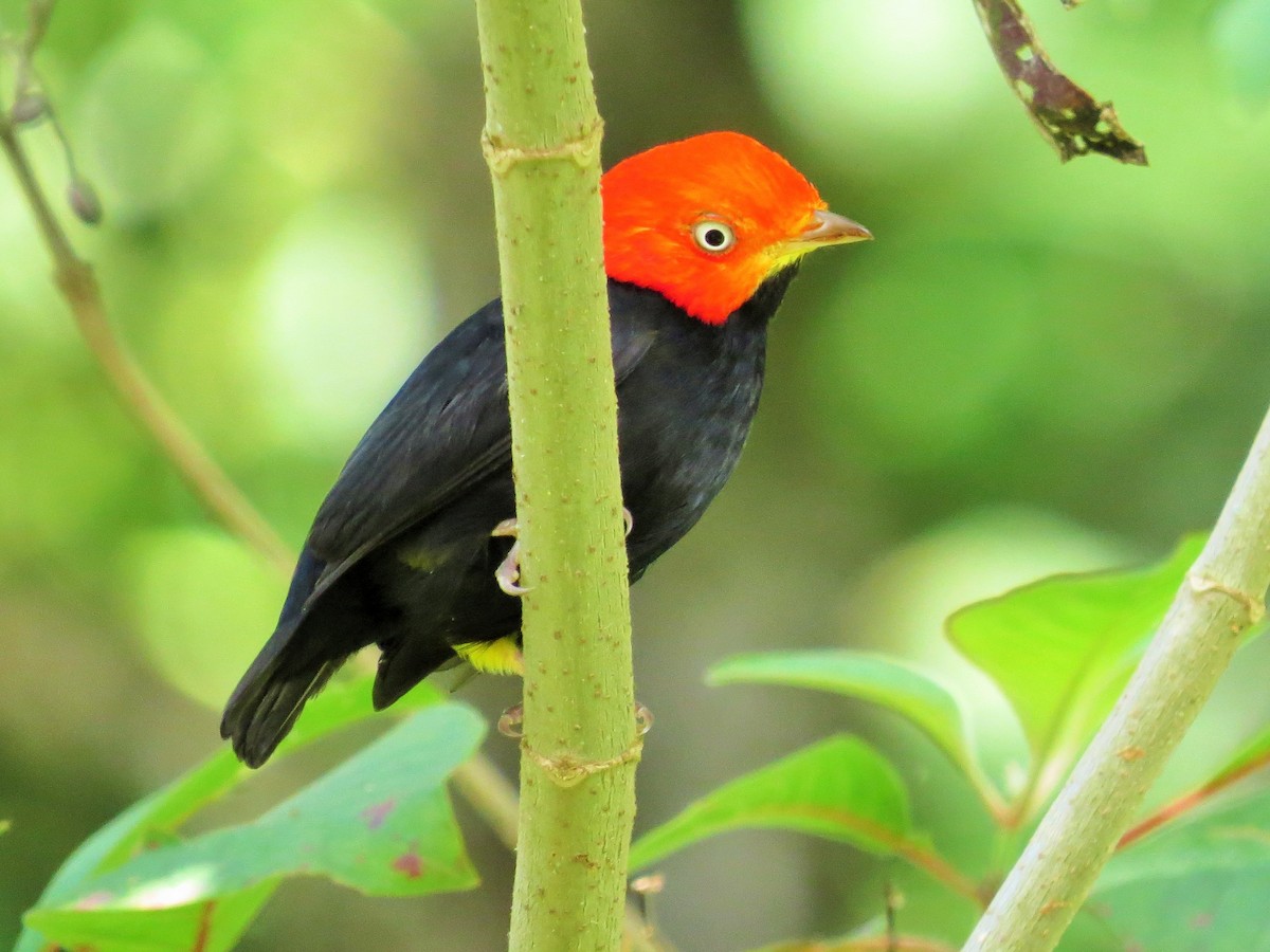 Red-capped Manakin - ML44017051