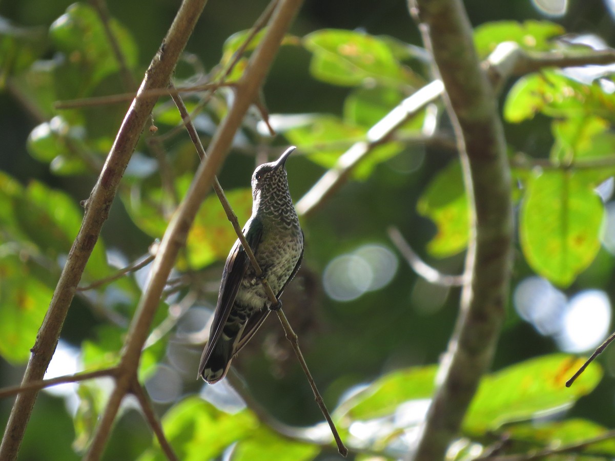 kolibřík bělokrký - ML44017131