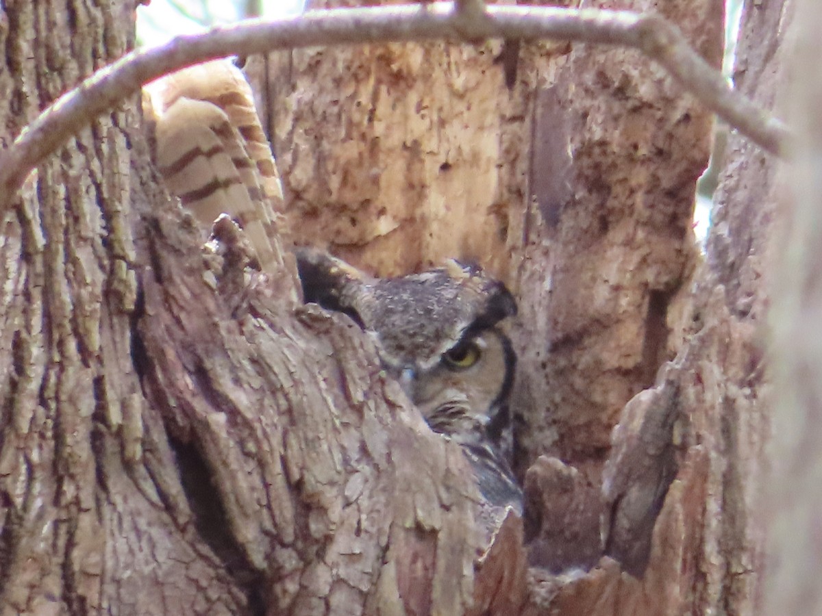 Great Horned Owl - ML440172391