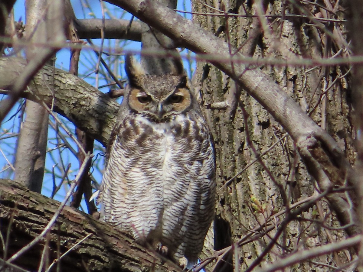 Great Horned Owl - ML440172431