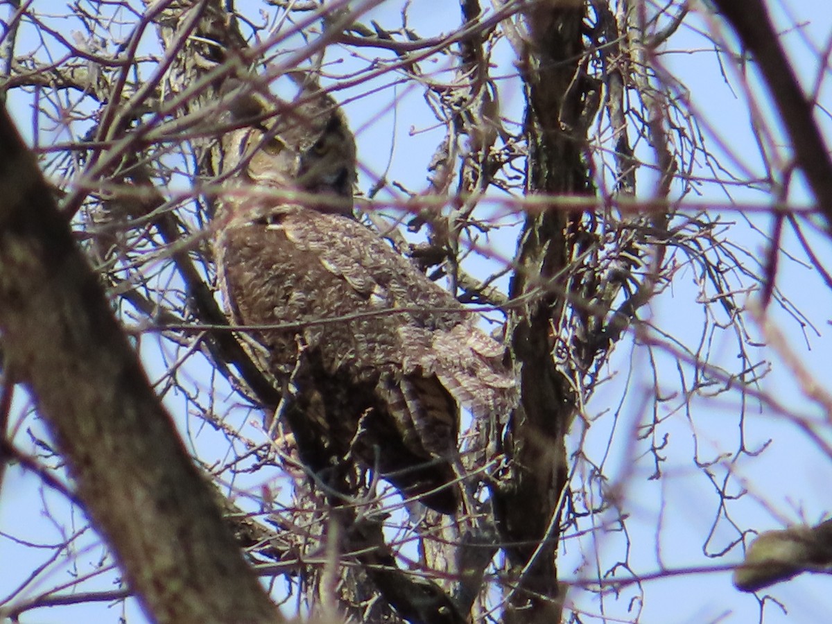 Great Horned Owl - ML440172461