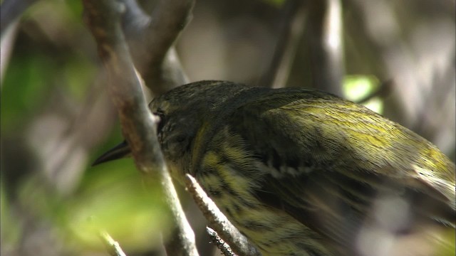 Cape May Warbler - ML440182