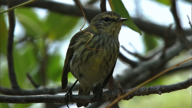 Cape May Warbler - ML440183