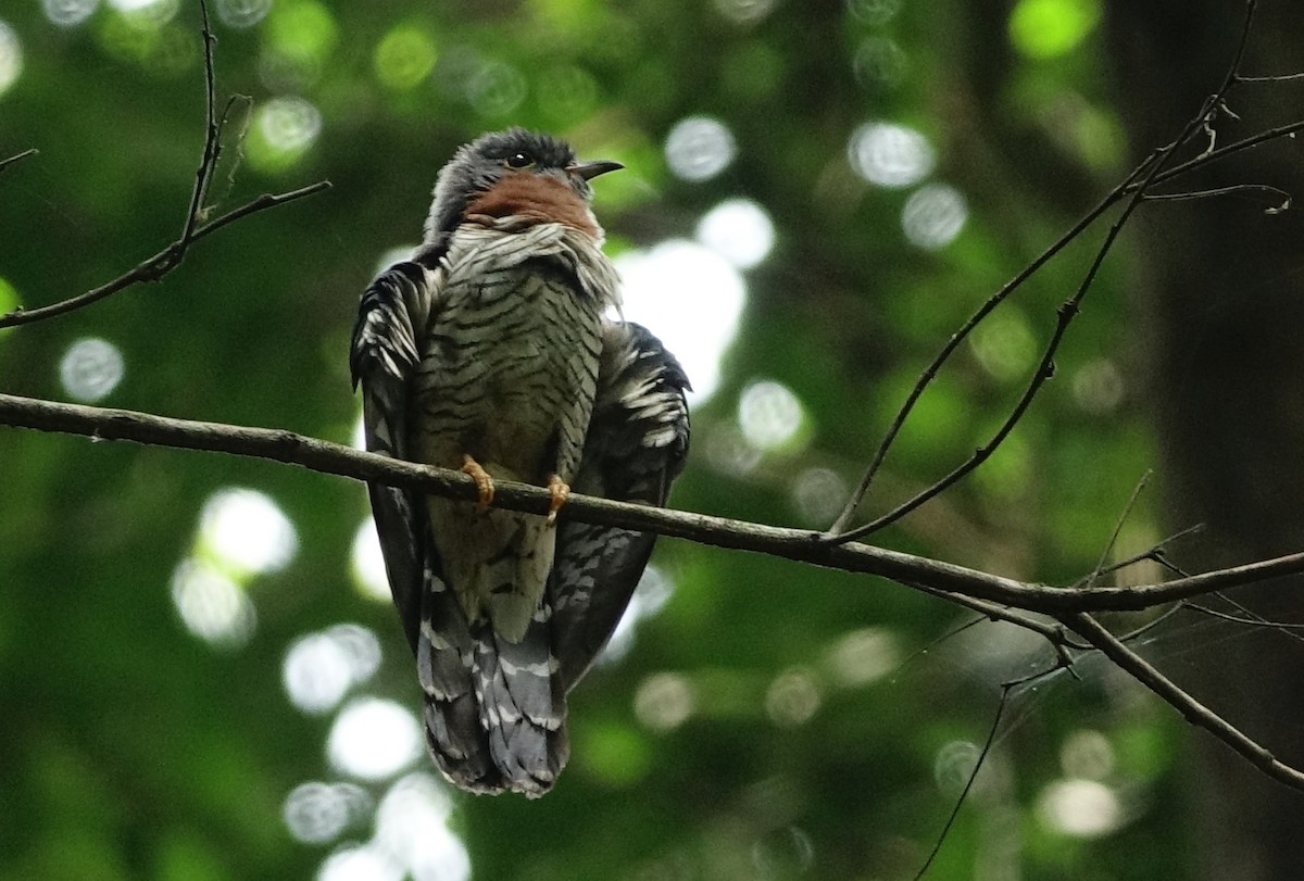 Red-chested Cuckoo - Vincent Rufray