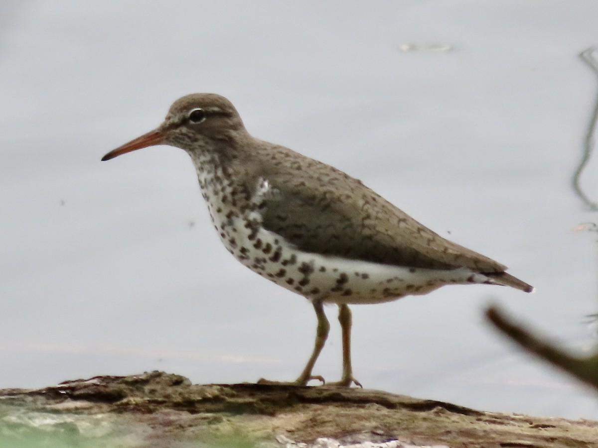 Spotted Sandpiper - Alan  Troyer