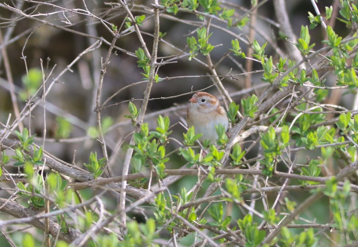 Field Sparrow - ML440194731