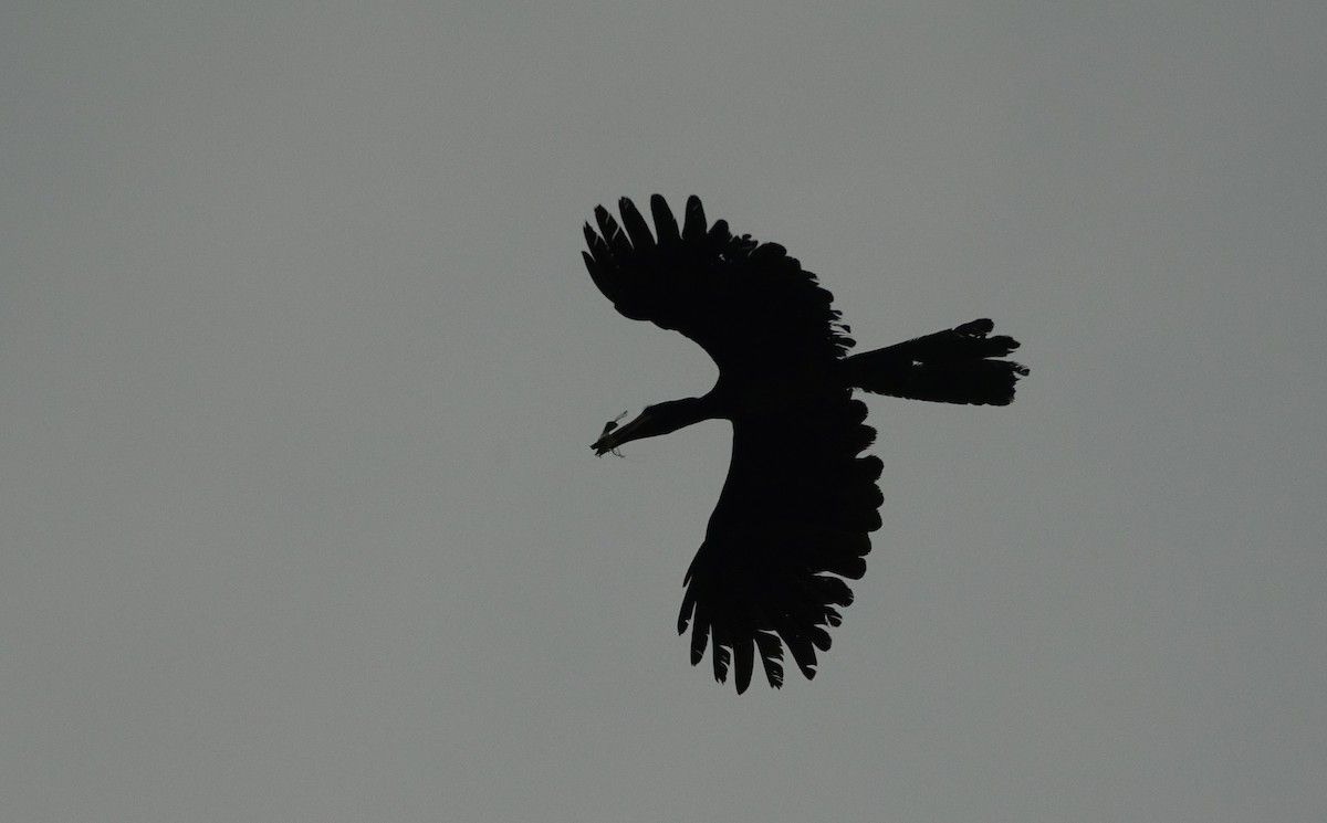 Congo Pied Hornbill - Vincent Rufray