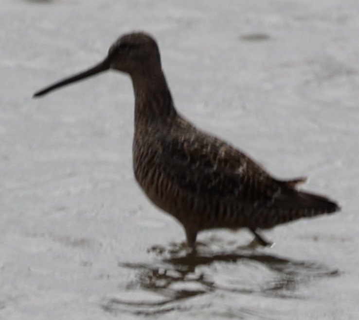 Long-billed Dowitcher - ML440202231