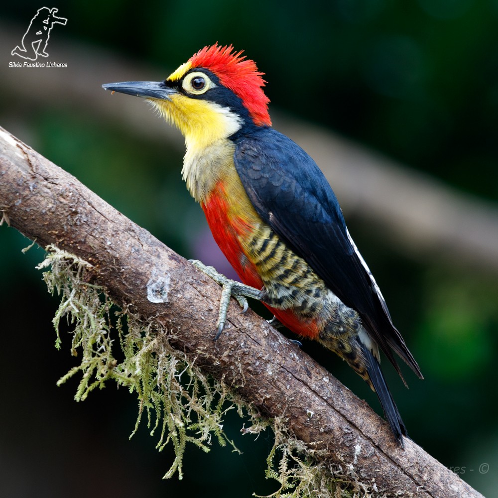 Yellow-fronted Woodpecker - ML44020271