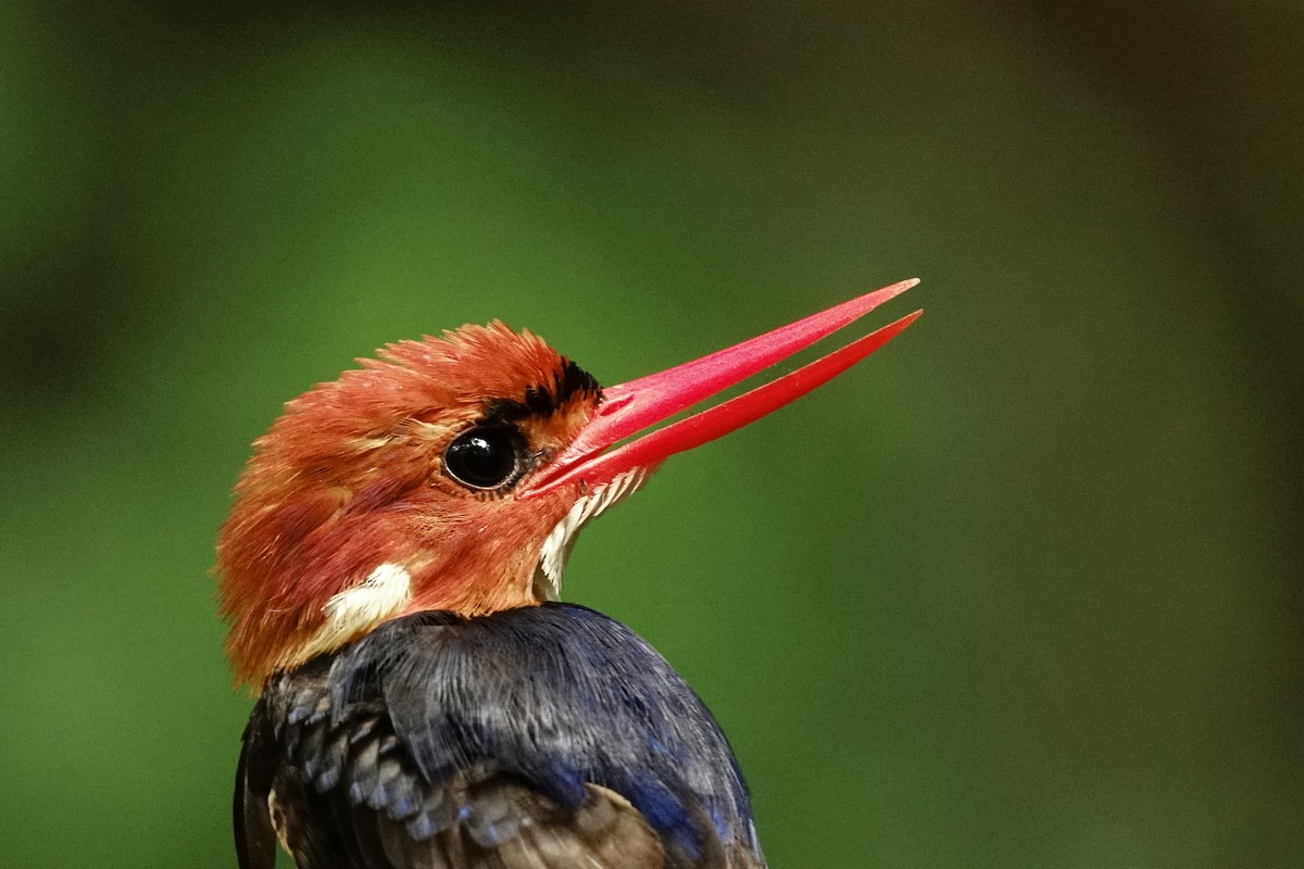 African Dwarf Kingfisher - ML440202871