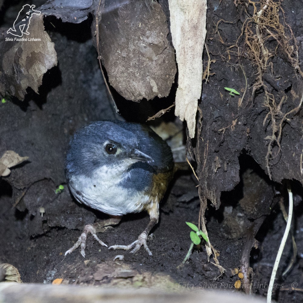 White-breasted Tapaculo - ML44020341