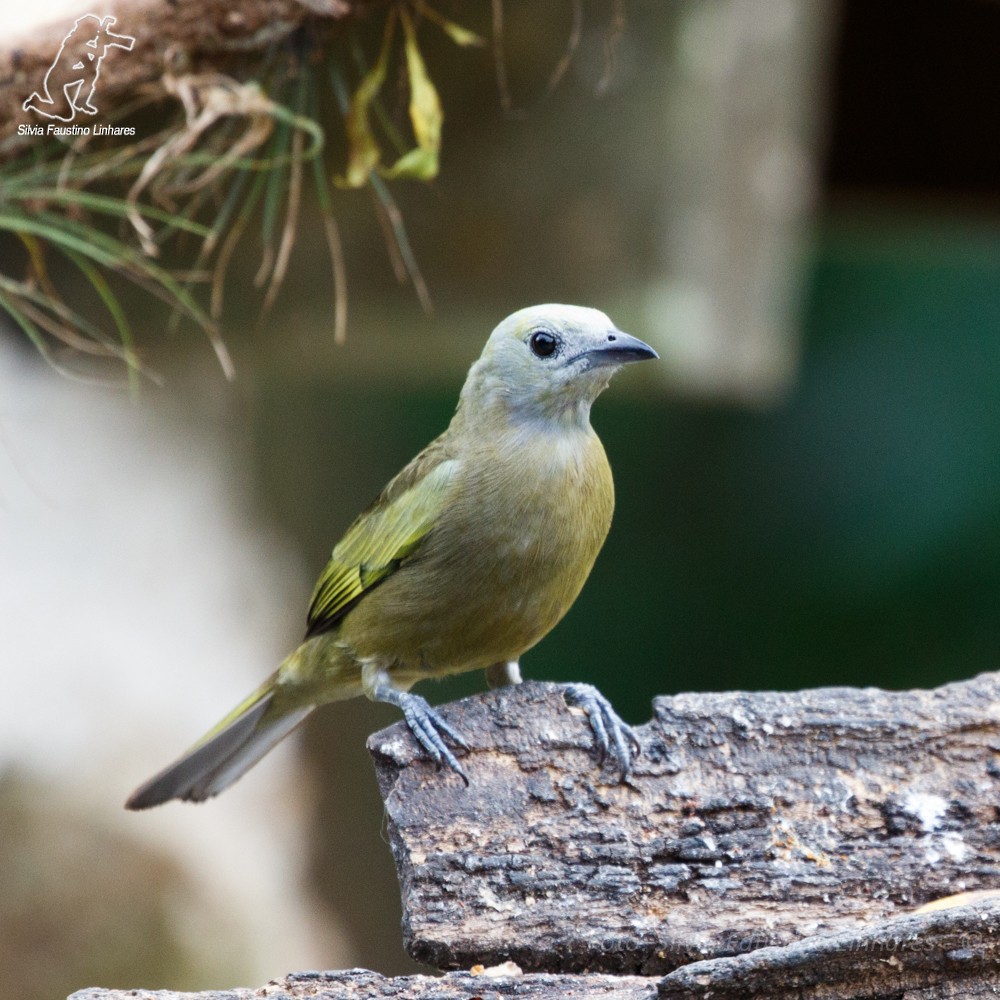 Palm Tanager - ML44020431