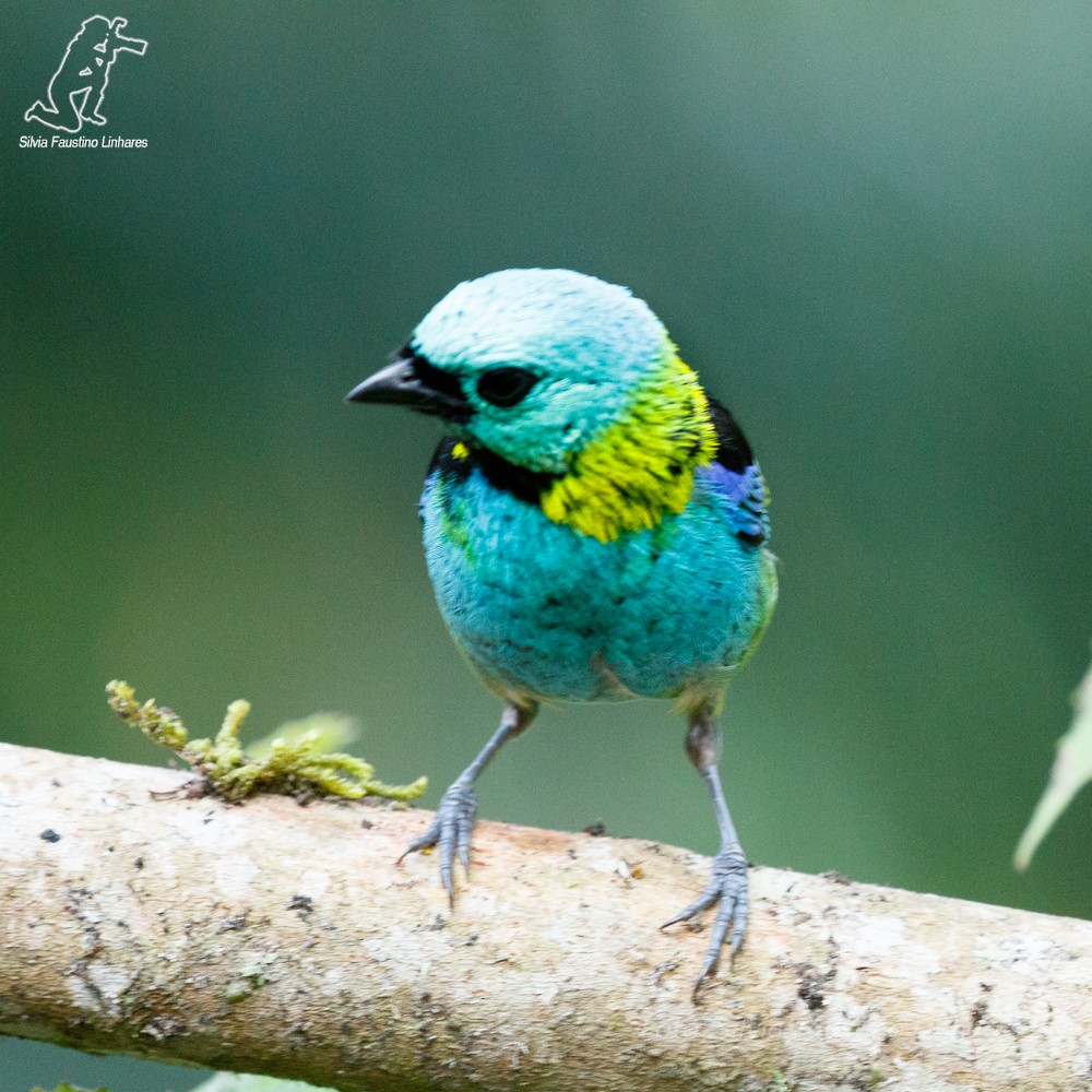 Green-headed Tanager - ML44020471