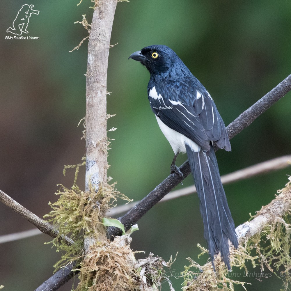 Magpie Tanager - ML44020521