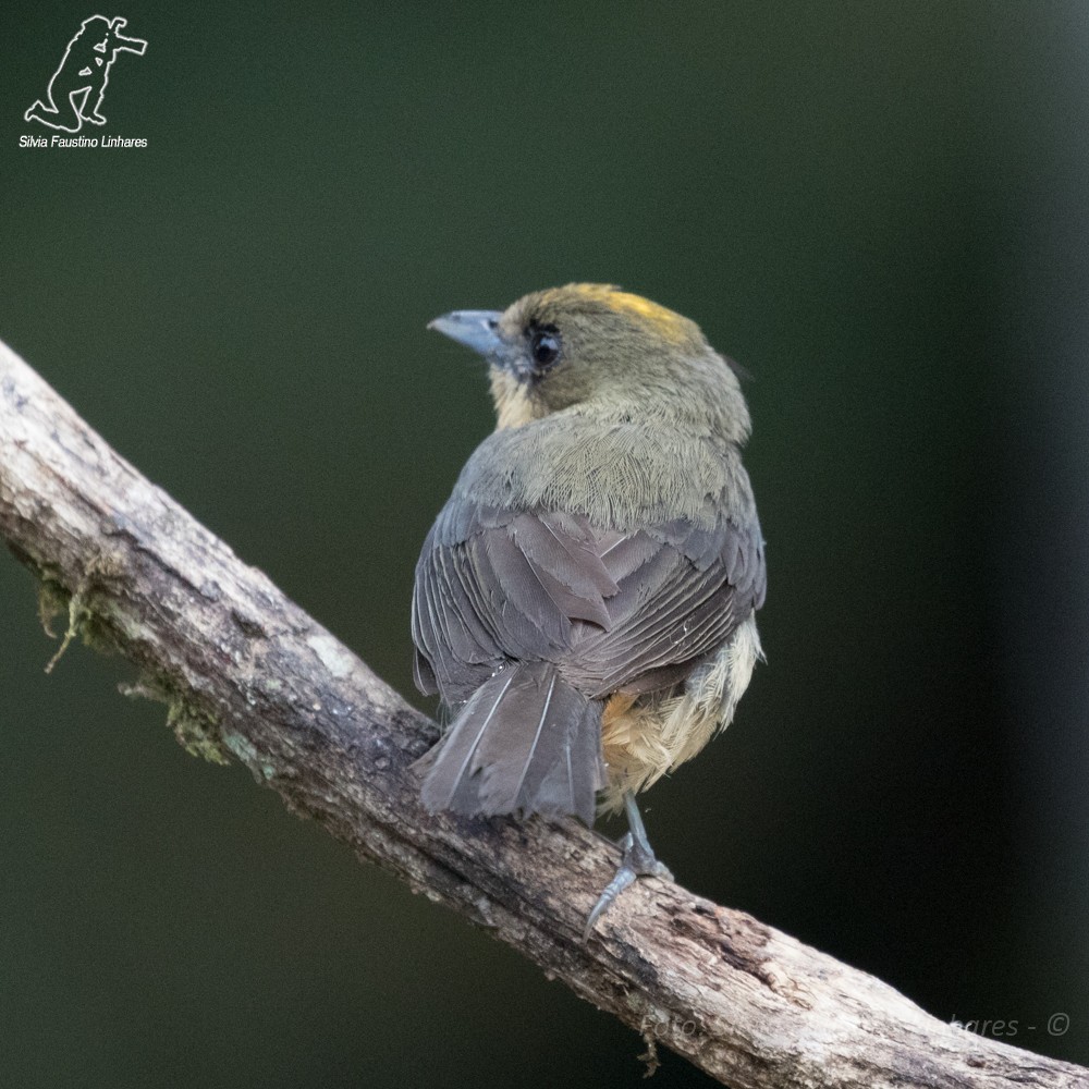 Black-goggled Tanager - ML44020531