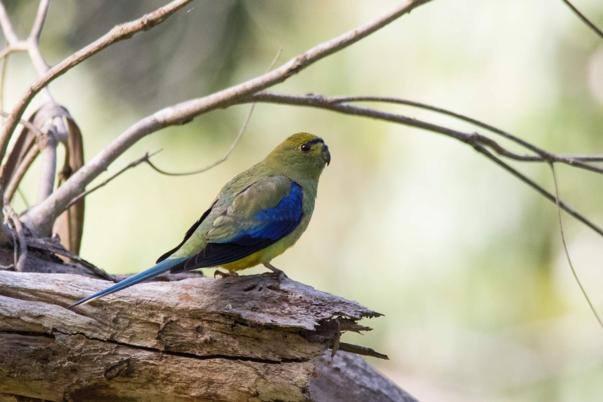 Blue-winged Parrot - Andrew Allen