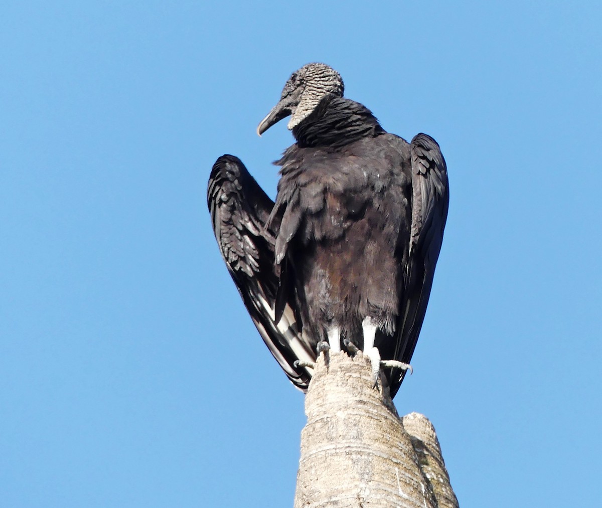Black Vulture - ML440215741