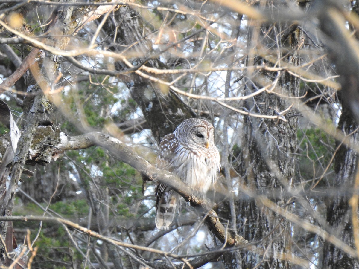 Barred Owl - ML440218271