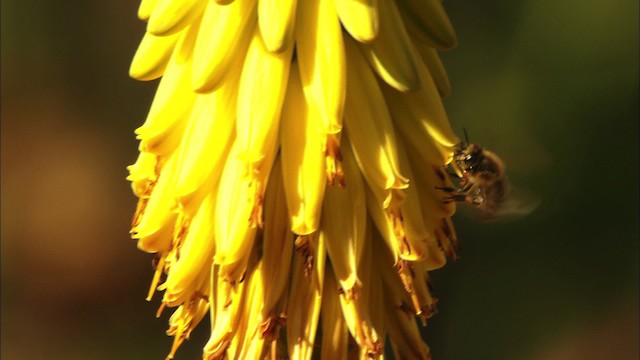 honey bee - ML440219