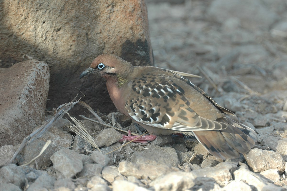 Galapagos Dove - Volker Hesse