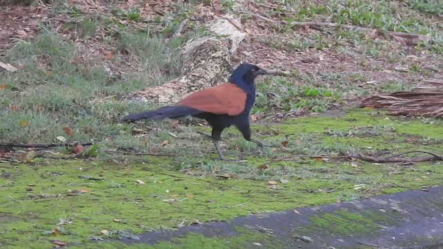 Greater Coucal - ML440223801