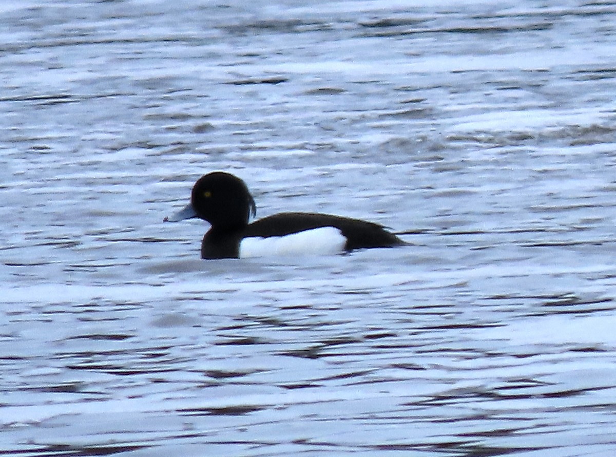Tufted Duck - ML440224411
