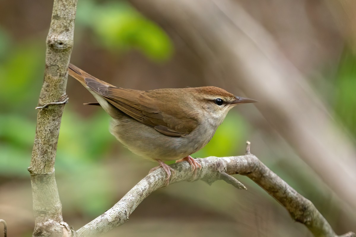 Swainson's Warbler - Alicia Ambers