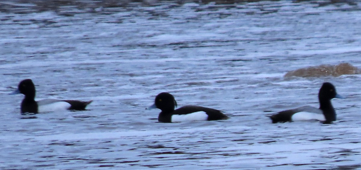 Tufted Duck - ML440225591