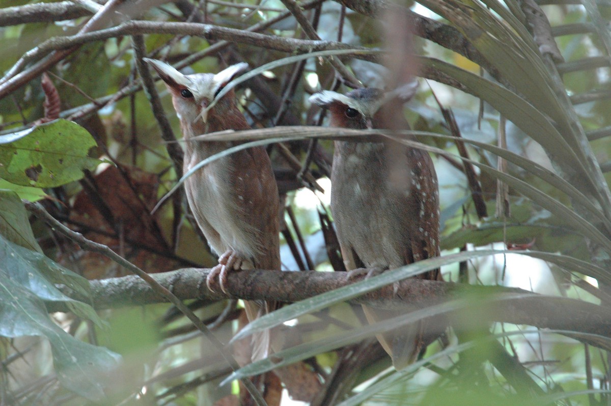 Crested Owl - ML44022891