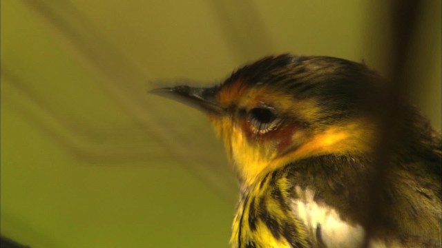 Cape May Warbler - ML440229