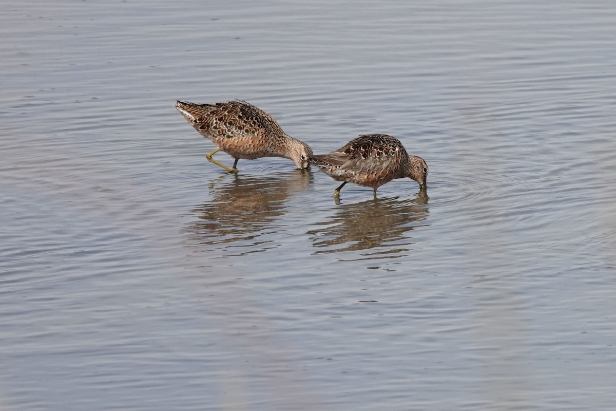 Long-billed Dowitcher - ML440229571