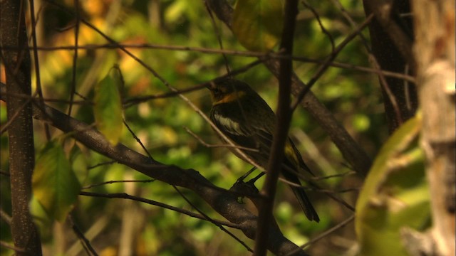 Cape May Warbler - ML440232